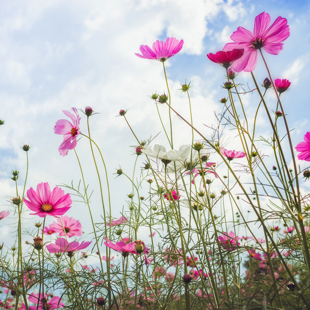 Post-Traumatic Growth: The Transformational Side of Adversity